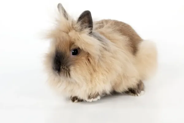 RABBIT Lionhead Our beautiful Wall Art and Photo Gifts include Framed ...