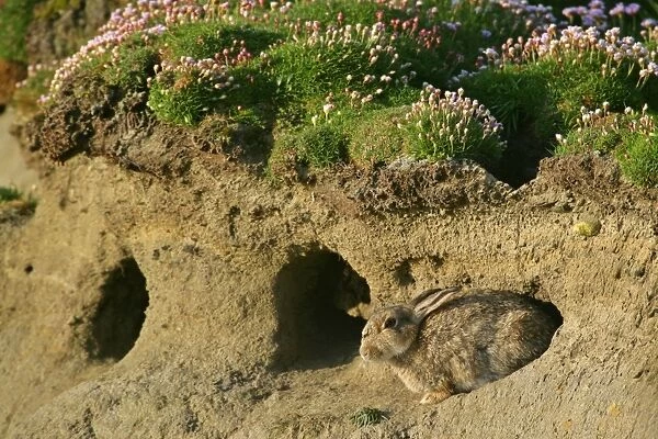Rabbit sitting in front of burrow Sumburgh Head RSPB Reserve, South Mainland, Shetland Isles, Scotland, UK