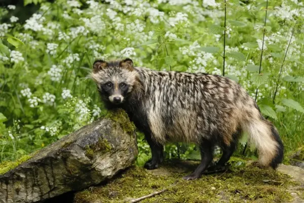 Raccoon dog, Germany Our beautiful Wall Art and Photo Gifts include