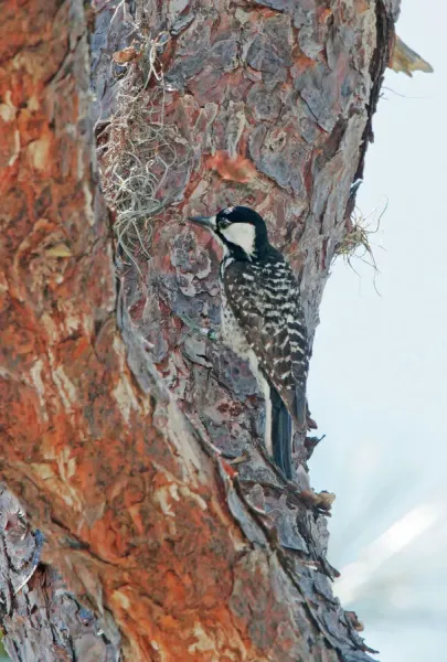 Red-cockaded Woodpecker Florida, USA Our beautiful Wall Art and Photo
