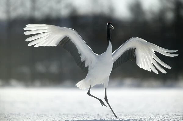 Red-crowned Crane - displaying, wings outstretched Hokkaido, Japan