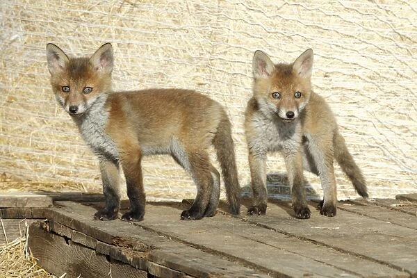Red Fox - 2 cubs standing on pallet in open barn, Hessen, Germany