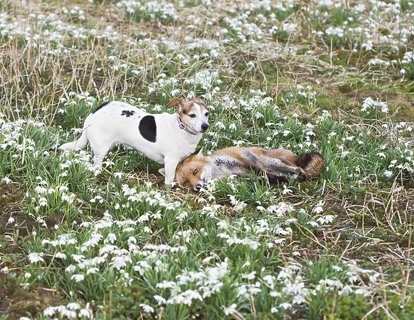 Red Fox - playing with Jack Russell in Snowdrops - controlled conditions 15962