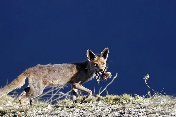 Red Fox. Pyrenees - France  /  Spain