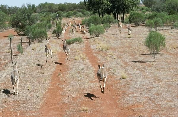 Red Kangaroo New South Wales, Australia
