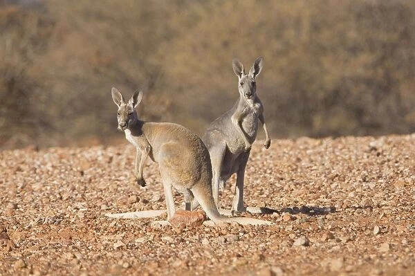 Red Kangaroo - Pair - Male is red and female blue and known as Blue Flier. On a track between Mt Dare, South Australia and Finke in Northern Territory, Australia
