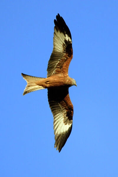 Red Kite - In flight, soaring over nest territory in april. Lower Saxony, Germany