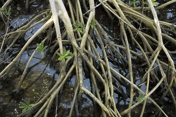 Red mangrove: stilt roots exposed at low tide, with seedlings growing up through them. USA