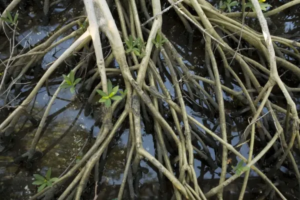 Stilt Root Aerial Prop Roots Image & Photo (Free Trial) | Bigstock