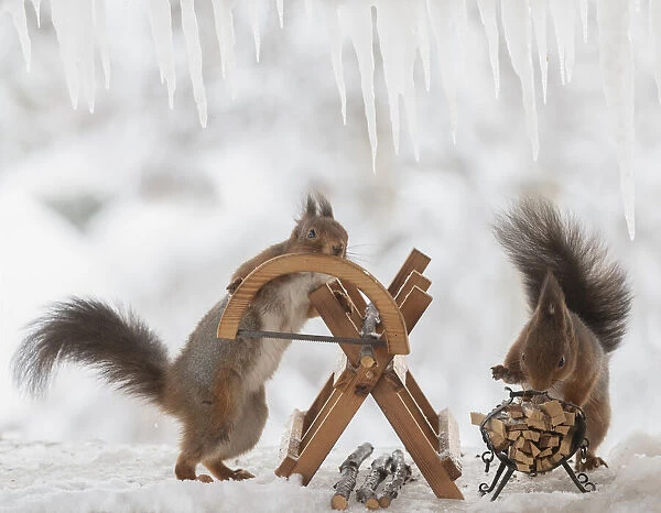 red squirrels are standing with a saw and saw block on ice Date: 18-02-2021
