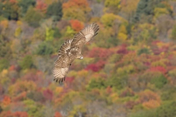 Red-tailed Hawk, Buteo jamaicensis. Immature bird in fall migration. October in CT