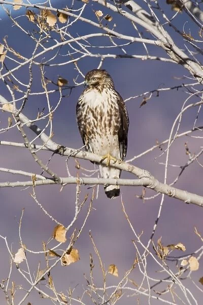 Red-tailed Hawk - Immature