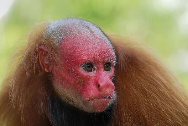 Red Uakari (Mammals) Gallery available as Framed Prints, Photos, Wall Art  and Photo Gifts