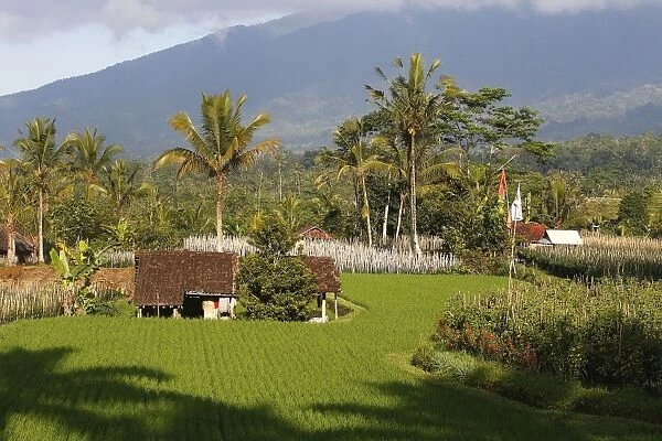 Rice fields terraces and gardens near Jatiluwih in Bali - Indonesia