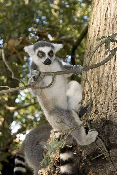 Baby Ring Tailed Lemurs For Sale at Champion Exoctis Pets :  u/championexoctics