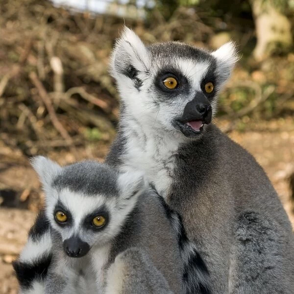 Keepers welcome birth of endangered ring-tailed lemur at safari park |  Evening Standard