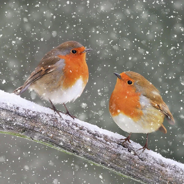 Robin, two on branch in winter snow