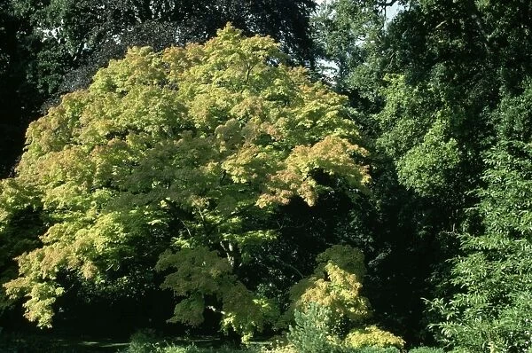 Maple. ROG-4631. MAPLE Tree. Acer palmatum