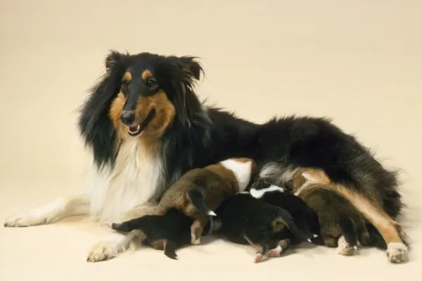 Rough Collie Dog - mother with suckling litter