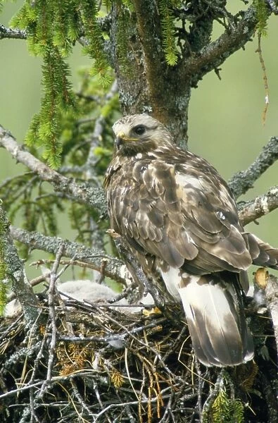 Rough Legged Buzzard  /  Hawk - at nest with young