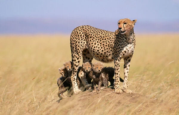 RS-167. Cheetah - with 6 week old cubs, endangered species