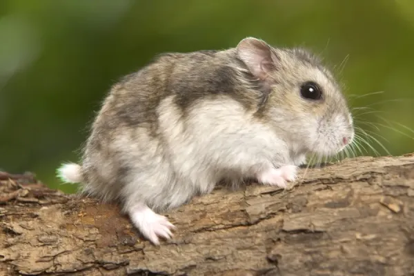 Russian Hamster LA-5168 Wildlife Art Prints, Posters