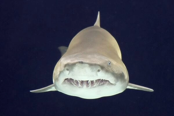 Sand Tiger Shark  /  Sand Shark  /  Grey nurse shark  /  Ragged-tooth shark some disagreement over classification. _DSC1019