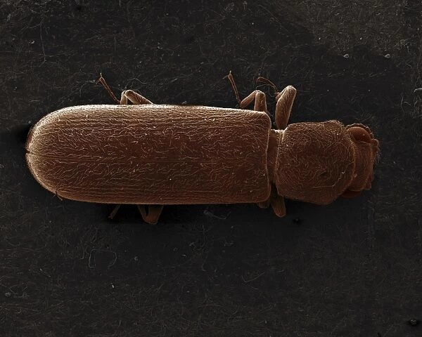 Scanning Electron Micrograph (SEM): Powderpost Beetle - Magnification x 50 (if print A4 size: 29. 7 cm wide)