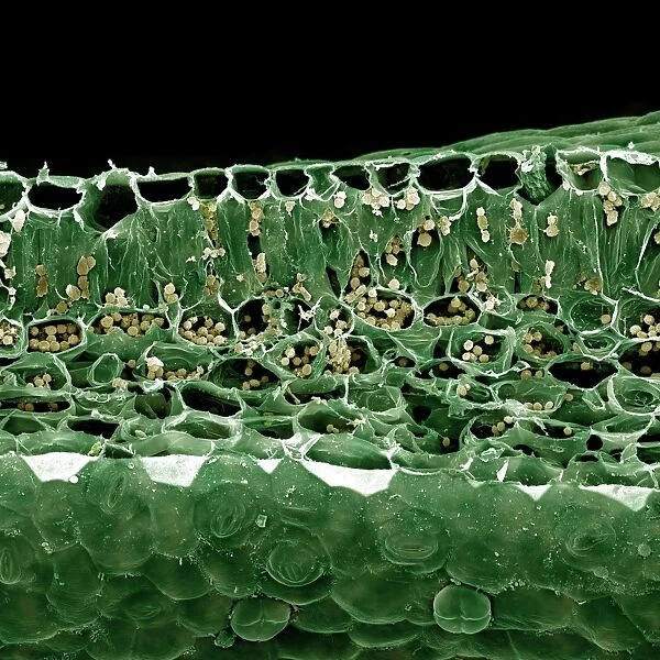 Scanning Electron micrograph (SEM): Vertical section of a leaf of a green plant, Stomata, Chloroplasts and other organelles are seen inside the cells