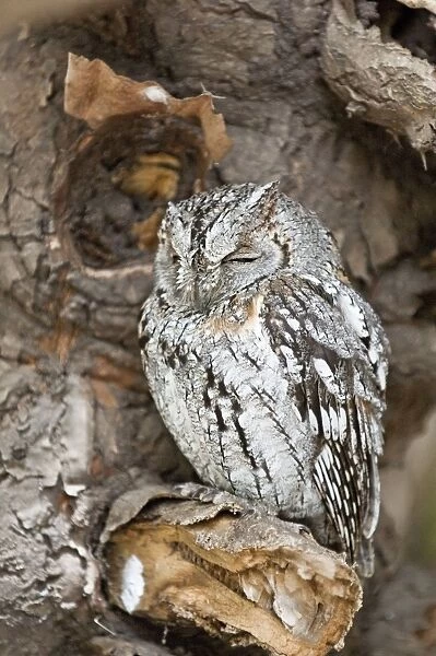 Scops Owl - at roost - South Africa