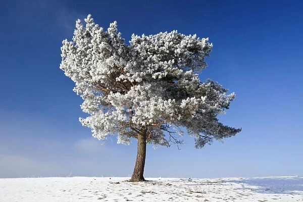 Scots Pine - covered in snow and frost - Hoher Meissner National park - North Hessen - Germany