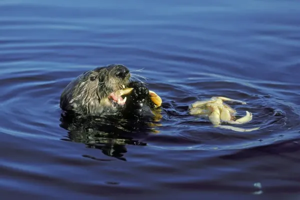 Sea Otter Eating crab. Monterey Bay, California, USA Mo51