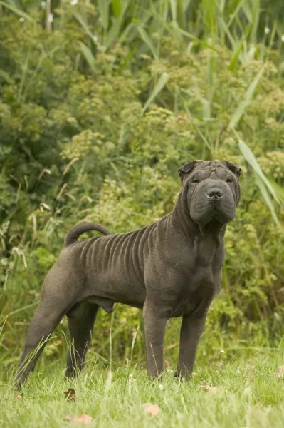 Shar Pei Dog