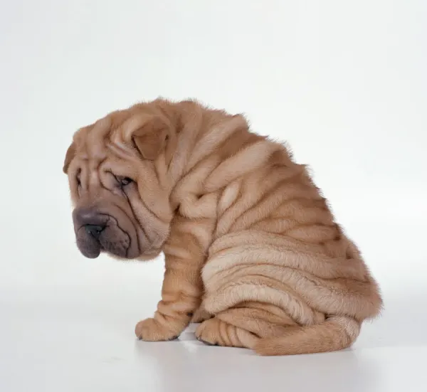 Shar Pei Puppy Print, Side Art Prints, Posters Puzzles