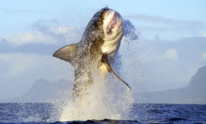 Framed Print : Great White Shark Print - Breaching Seal Island, False Bay