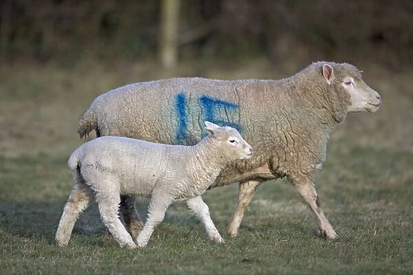 Sheep - adult with young - Herefordshire - England - UK