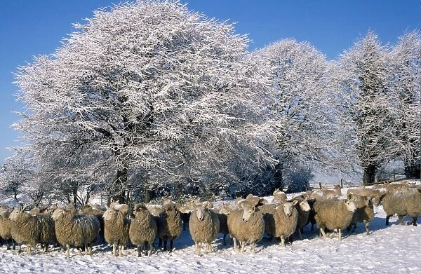 Sheep - in snow Scotland Combination of RTS-831 & RTS-832