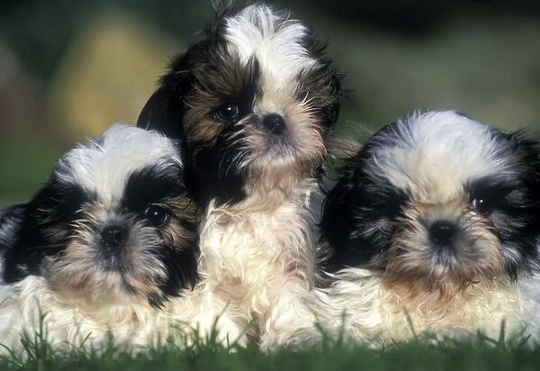 Shih tzu Dogs - 3 Puppies together