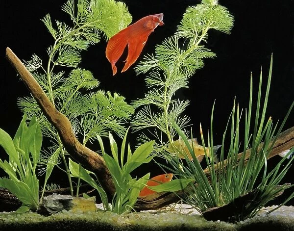 Siamese Fighting Fish Aquarium Our beautiful pictures are available as  Framed Prints, Photos, Wall Art and Photo Gifts