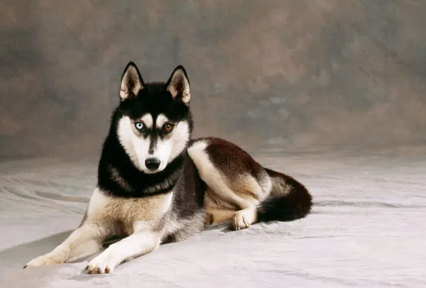 Siberian Husky Dog