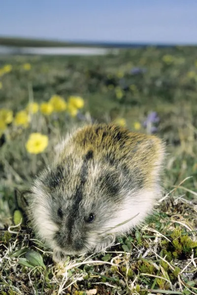 Siberian Lemming adult in winter; feeds on dwarf willow