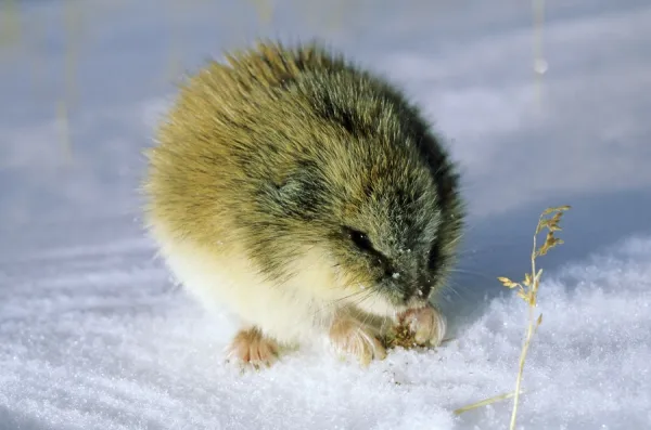 Siberian Lemming adult in winter; feeds on dwarf willow