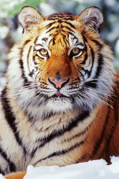 Close up portrait of Amur (Siberian) tiger in forest, looking at