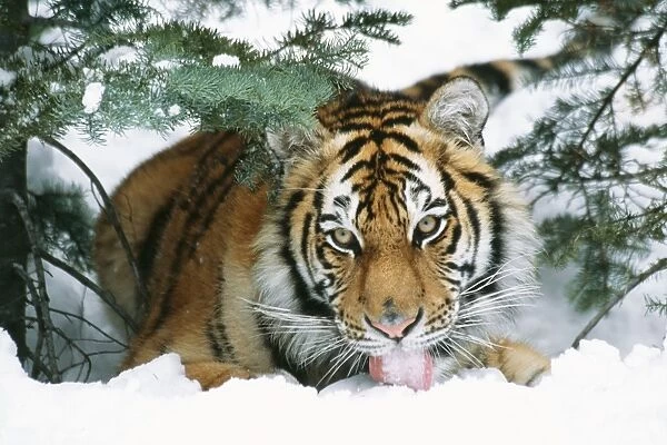 Siberian Tiger TOM 442 Licking snow Panthera tigris © Tom 