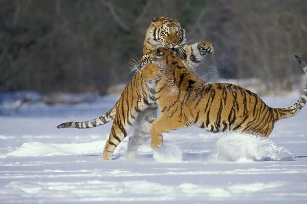 Siberian Tigers TOM 589 Fighting Panthera tigris altaica ©