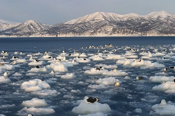 Slaty-Backed Gulls - resting on ice. Hokkaido, Japan