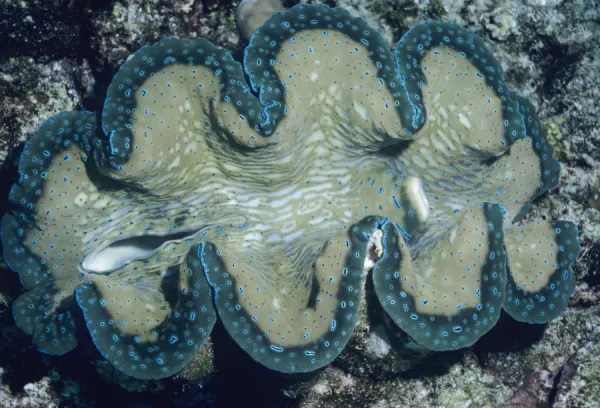 Small Giant Clam - showing inhalent and exhalent siphons Indo Pacific