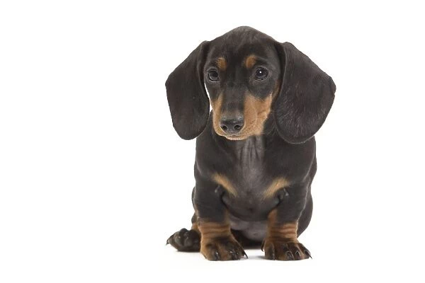 Smooth-haired Dachshund  /  Teckel - puppy in studio. Also know as Doxie  /  Doxies in the US
