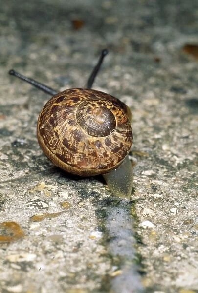 Snail - slimy snail trail - UK