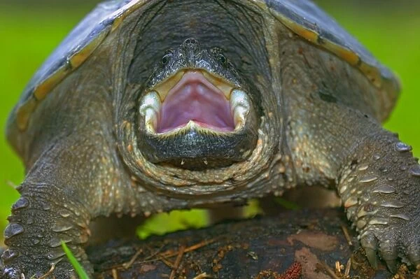 Snapping Turtle - New York, USA - Inhabits marshes-ponds-lakes-rivers-and slow streams especially where aquatic plants are abundant - Well camouflaged when resting on the bottom among plants - Often ill-tempered